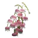 01pink_flower