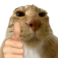 catgoodjob