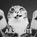 catabsolutecinema