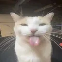 bleh