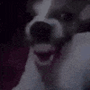 6401doglaugh animated emote - SIMPS COMMUNITY