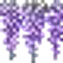 07_lavanda