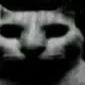 cat_horror_despair_uncanny Discord emoji