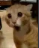 :angry_cat: