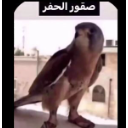 :s8or_al7fr:
