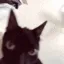 catshake