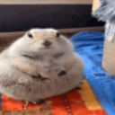 prairiedog custom emote - ⁽¹⁸⁺⁾ miao ୨ৎ
