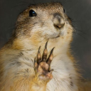 A prairie dog holding up its paw in a stop gesture.