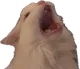 Scream