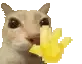 CatWave