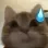 cat_umm