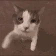 36