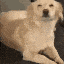 :dogexcited: