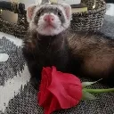 ferret_love