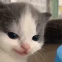 kittysmirk