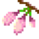 pink_bloomingflowers