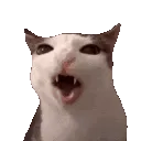CrunchyCat