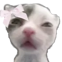 pookiekaen