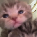 CUTE_CAT Discord Emoji - _𝐃𝐎𝐗𝐀_