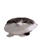 Wawa