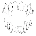 fang