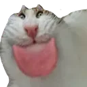 SCcatbleh