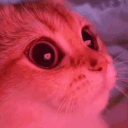 catlove