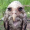 wet_owl Discord sticker | Levft