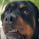Whatdog