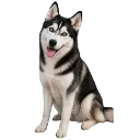 Huskyhappy