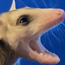 Opossum with its mouth wide open in a dramatic screaming expression against a blue background.