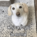A light-colored dog looking directly at the camera with the text why can't you be normal overlaid.