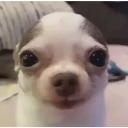 Chihuahua with large dark eyes staring directly forward with a blank and confused expression.
