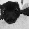 A close-up of a small black bat with large, wide eyes staring directly forward.