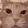 Ginger cat in a four-panel sequence showing a progression from a neutral face to a wide-mouthed laughing expression.