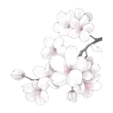 white_blossom