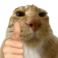 :catgoodjob: