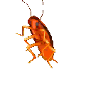 cockroach