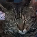 koko_dont_laugh