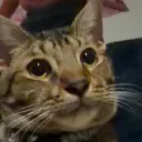 bitch_wtf