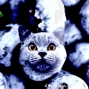 :blueberrycat: