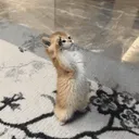 SalutingKitty