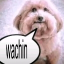 2wachin Discord Emoji | Silliest Furs