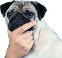 1180_thinkingpug