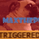 3158_maxthepug_triggered