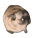 3308pugdance