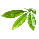 leafwithwaterdrops