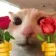 flowercat