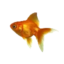 goldfish