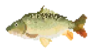 Carp